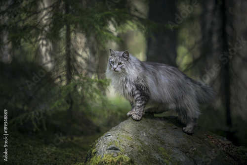 Norwegian forest cat photo