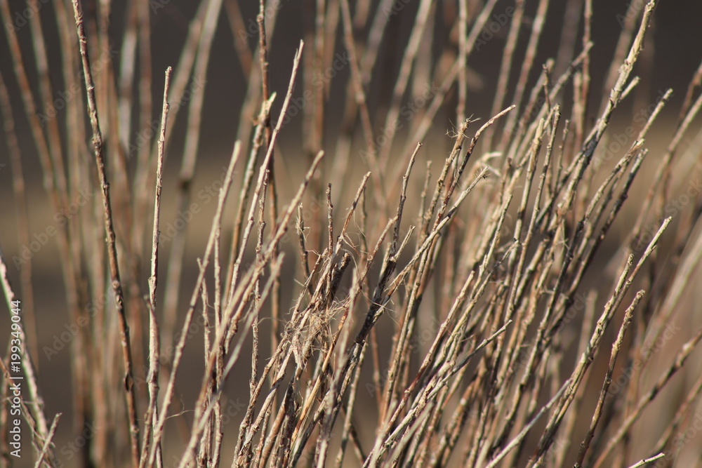 Fototapeta premium Juncos