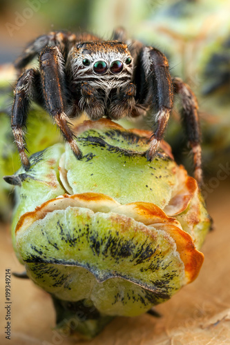 Картината върху платно Jumping spider and thuja buds