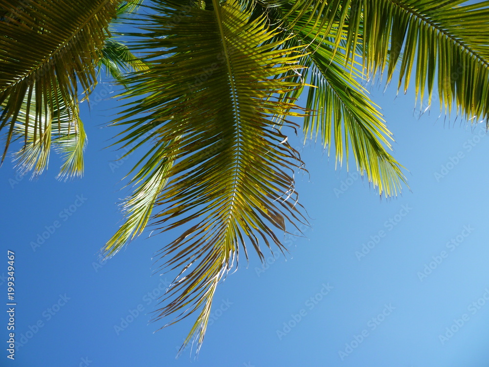 Jamaican Palm Tree
