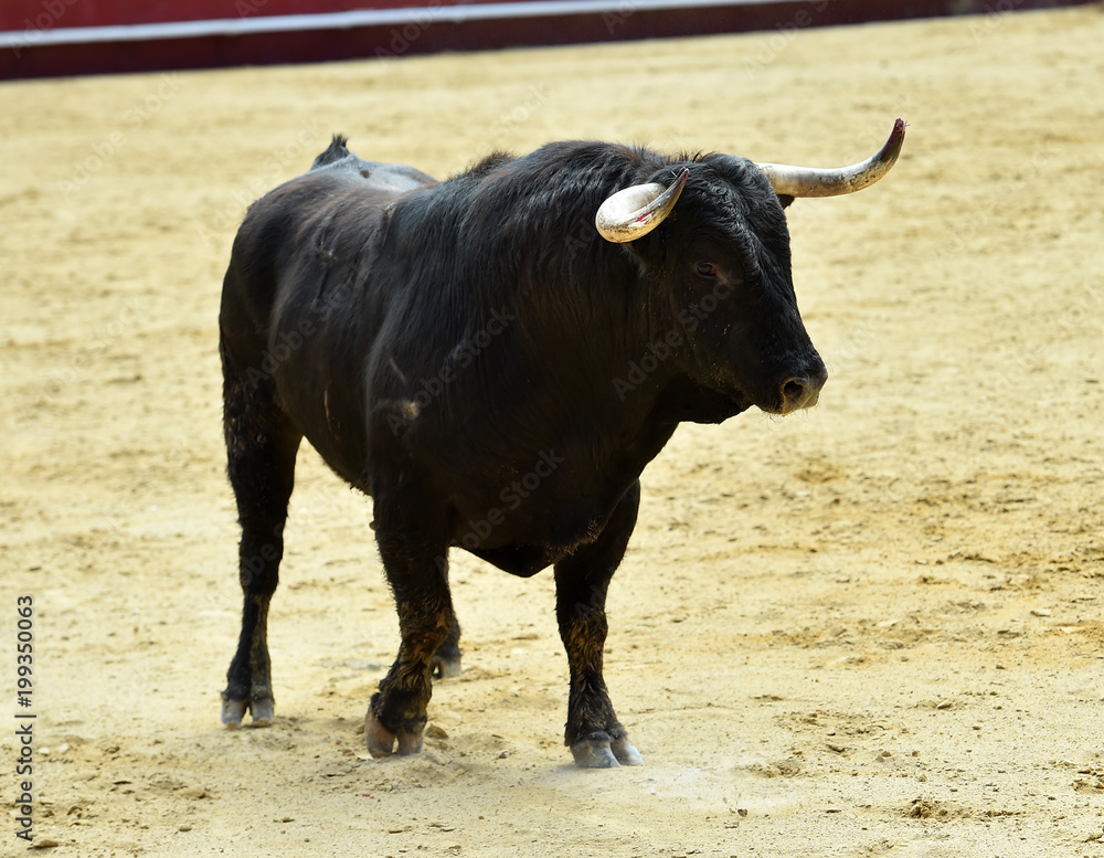 toro en corrida en españa toro en corrida en españa