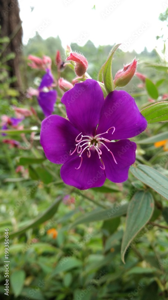 Obraz premium Flor Morada