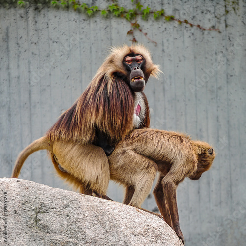 Valokuvatapetti Procedure of mating of two African baboons in the open resort