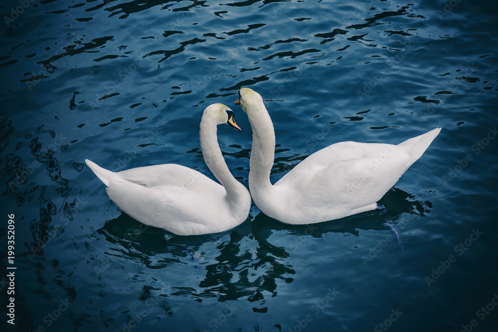 Naklejka premium Two white swans from above during springtime in blue dark water