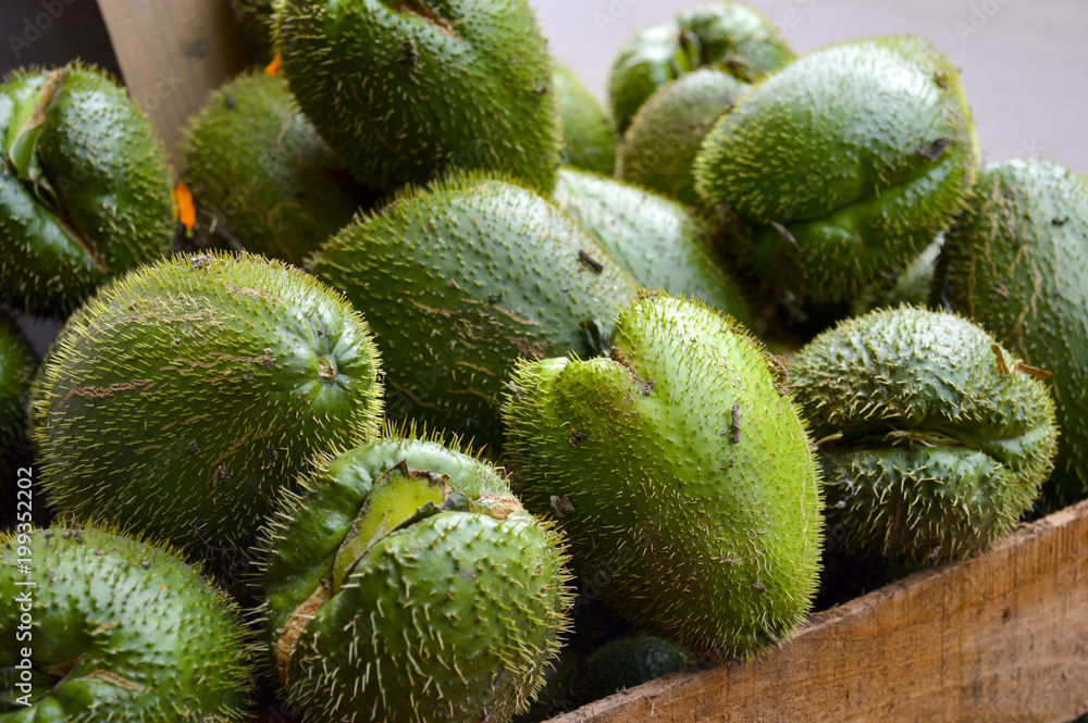 Fototapeta premium Chayote