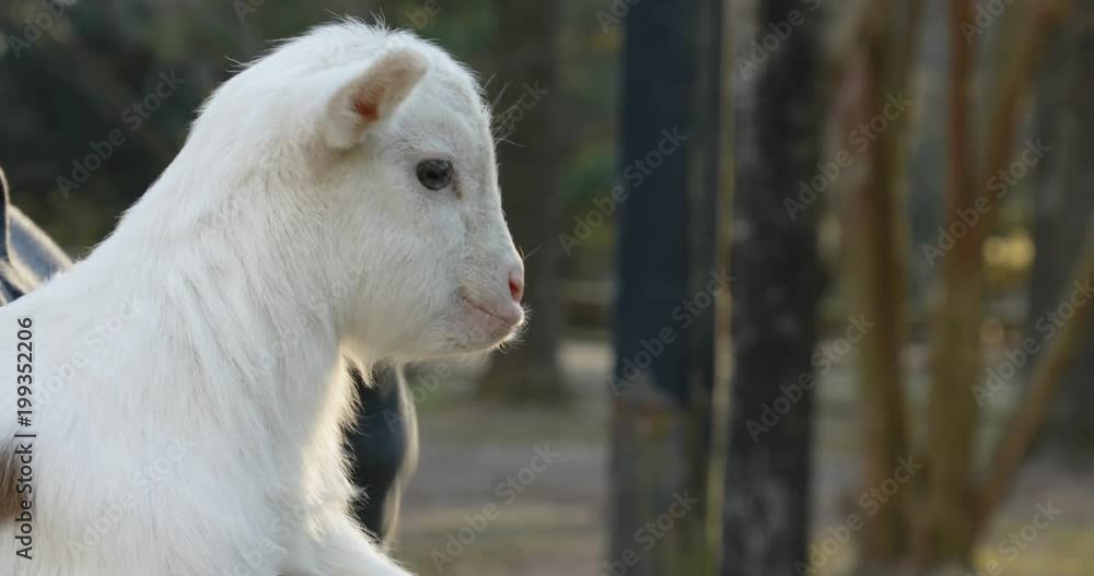 Close up Baby Goat Gets Head Scratched Close up Baby Goat Gets Head Scratched