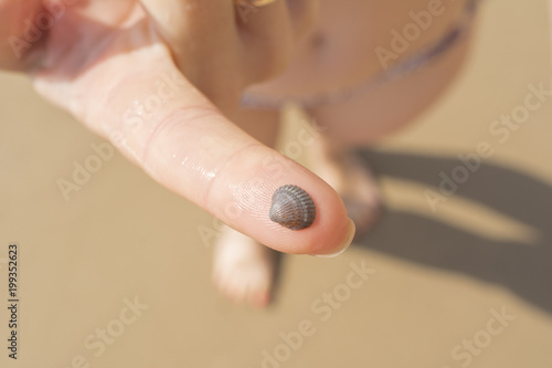 small shall on finger on beach