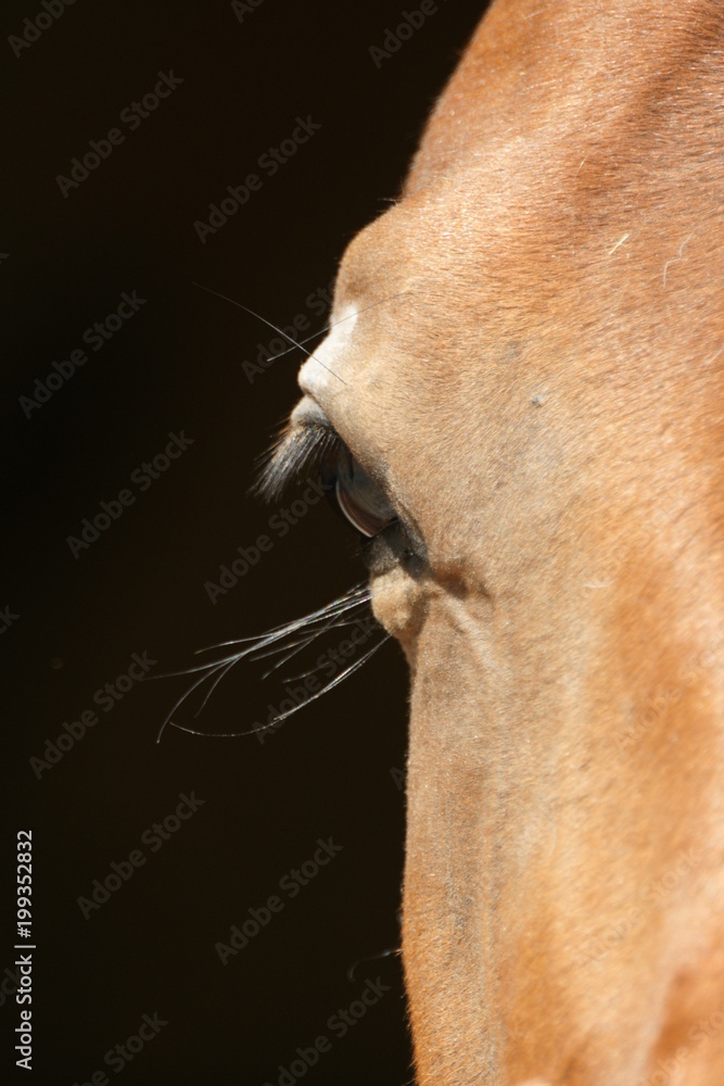 Naklejka premium oeil de cheval