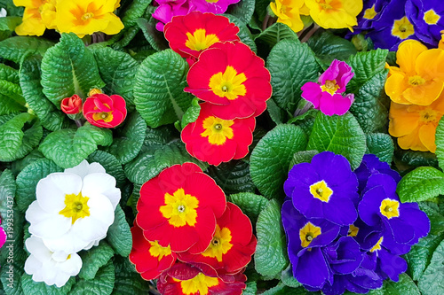 Fototapeta Naklejka Na Ścianę i Meble -  Top view of multicolor primroses seedlings.