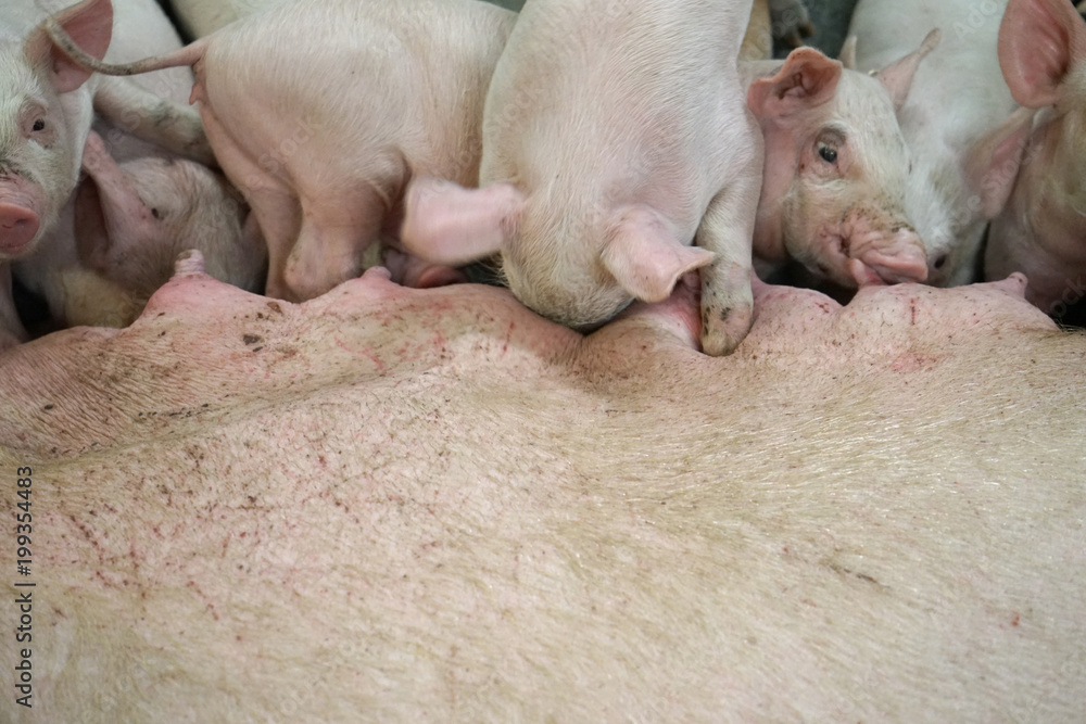 Sow lying and piglets fighting for suckling milky puppets. Sow lying and piglets fighting for suckling milky puppets.