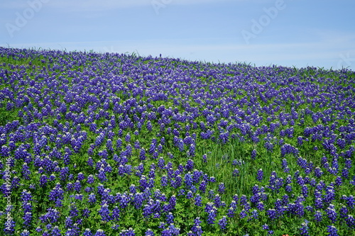 Wallpaper Mural Beautiful bluebonnet flowers during spring time near Texas Hill Country, USA.  Torontodigital.ca