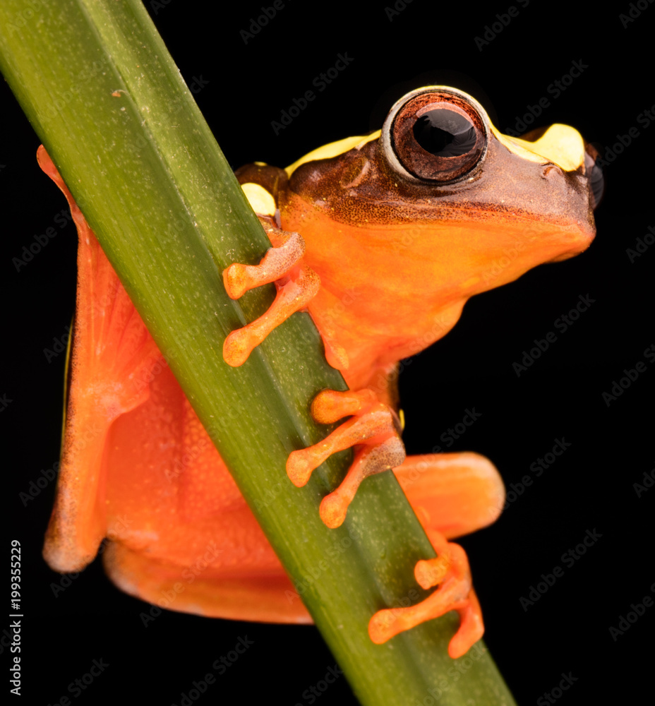 Tree Frog Pictures To Color