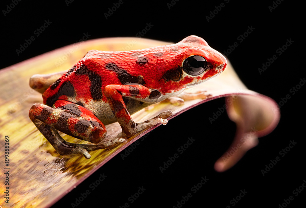 Fototapeta premium czerwona truskawka trucizna dart żaba Panama las deszczowy