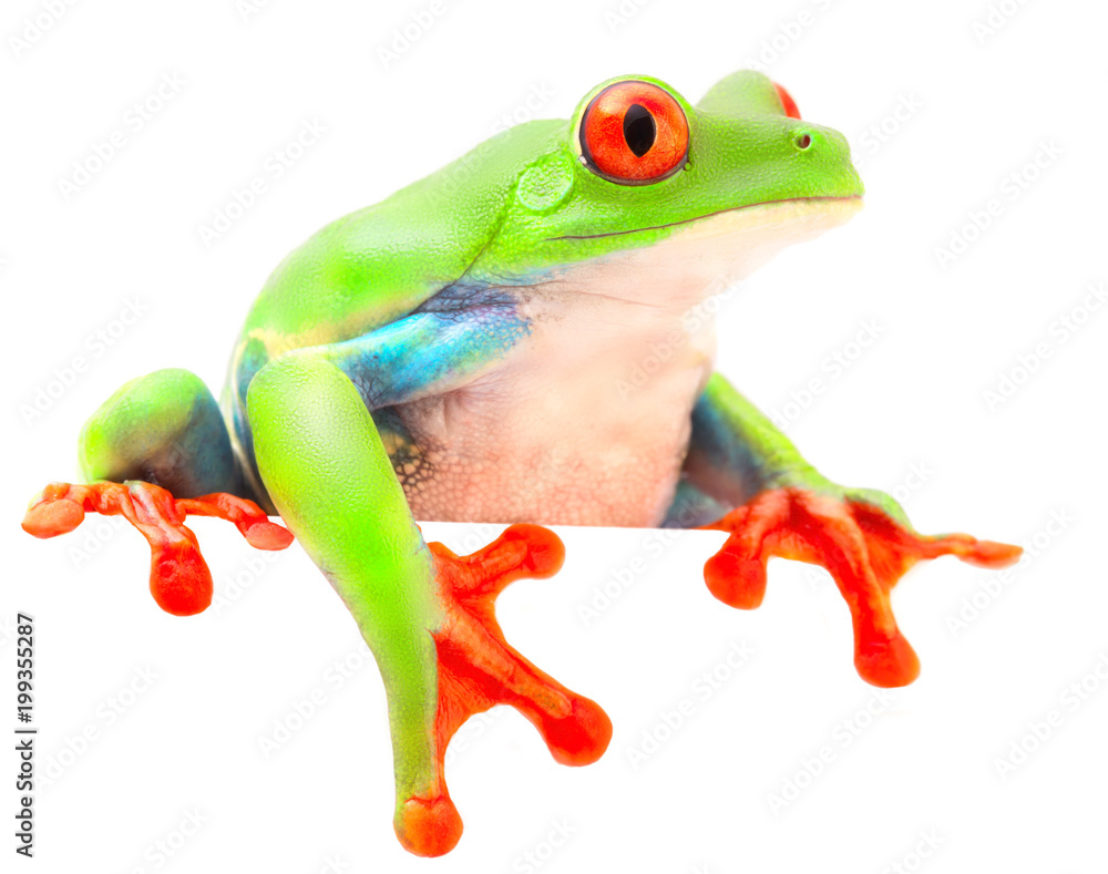 Obraz premium Red eyed monkey tree frog from the tropical rain forest of Costa Rica and Panama. A curious funny animal with vibrant eyes looking over isolated on a white background. .