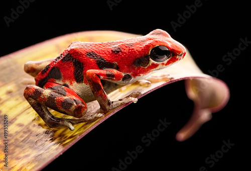 red strawberry poison dart frog Panama rain forest