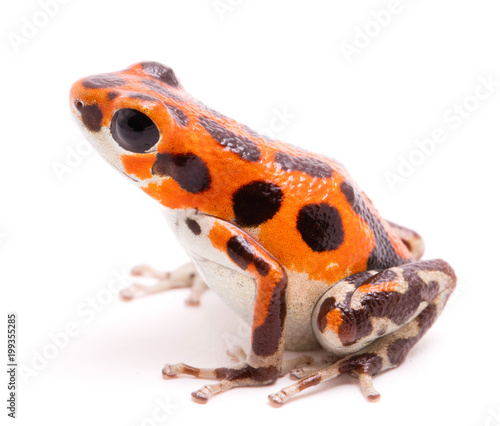 Poison arrow or dart frog, a beautiful orange amphibian. Tropical poisonous rain forest animal, Oophaga pumilio isolated on a white background.