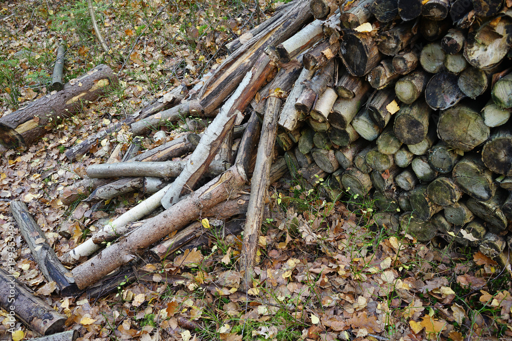 Fototapeta premium Pile of old firewood in forest.