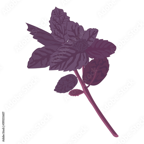 Fragrant spice purple basil. Dark opal basil close-up. Fresh red basil isolated on white background. Ocimum basilicum. Vector illustration.