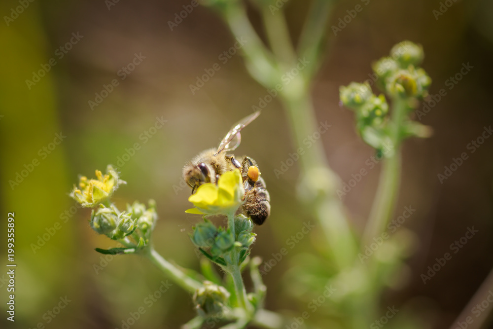 bee collects nectar from Potentilla erecta, Tormentilla erecta, Potentilla laeta, Potentilla tormentilla, tormentil, septfoil, erect cinquefoil yellow small wildflowers melliferous plants bee collects nectar from Potentilla erecta, Tormentilla erecta, Potentilla laeta, Potentilla tormentilla, tormentil, septfoil, erect cinquefoil yellow small wildflowers melliferous plants