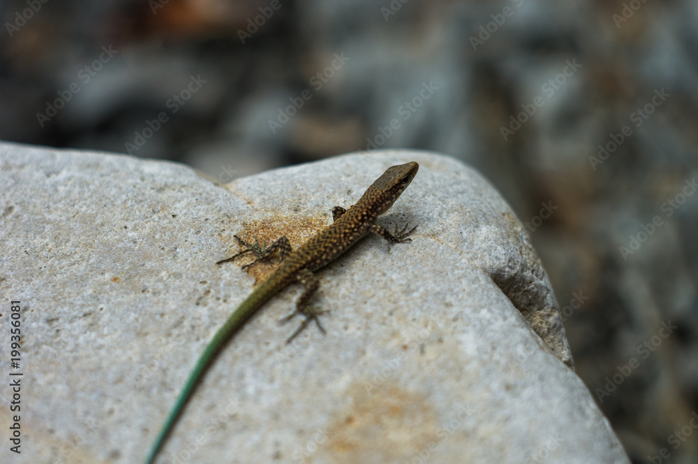 brown spotted lizard with green tail brown spotted lizard with green tail