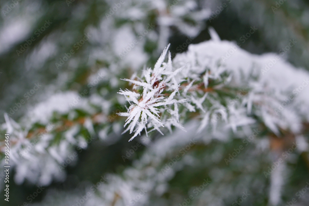 Christmas tree branch is in frost, close up view.