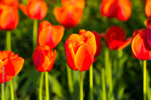 colorful tulips in early spring in the garden