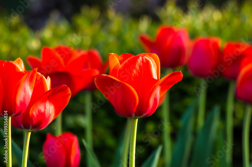 colorful tulips in early spring in the garden