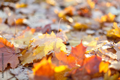 beautiful maple leaves in the autumn park