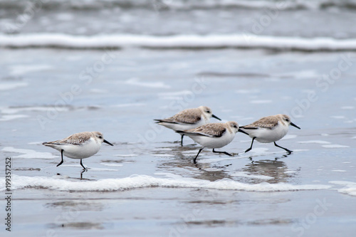 A flock of sanderlings run along the shore on Del Ray Beach just north of Seaside, Oregon.
