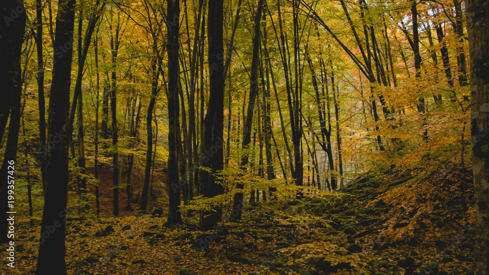 Fototapeta premium National park autumn 5