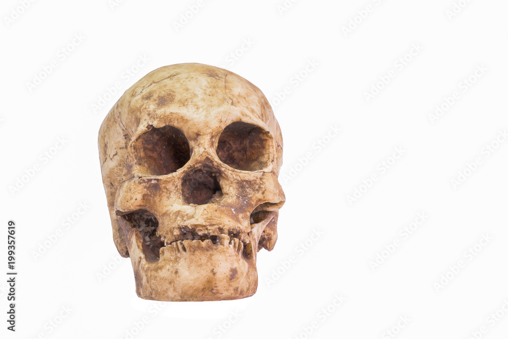 Obraz premium head skull of human on white background