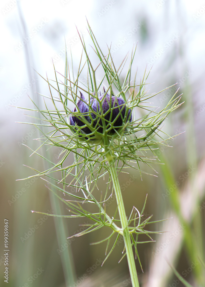 Nigella Flower Bud with Thorns in the Rain Nigella Flower Bud with Thorns in the Rain