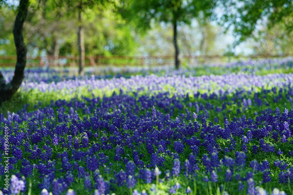 Bluebonnet flowers blooming during spring time near the Texas Hill Country Bluebonnet flowers blooming during spring time near the Texas Hill Country