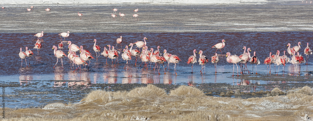 Obraz premium Group of pink flamingos in the colorful water of Laguna Colorada, a popular stop on the Roadtrip to Uyuni Salf Flat, Bolivia