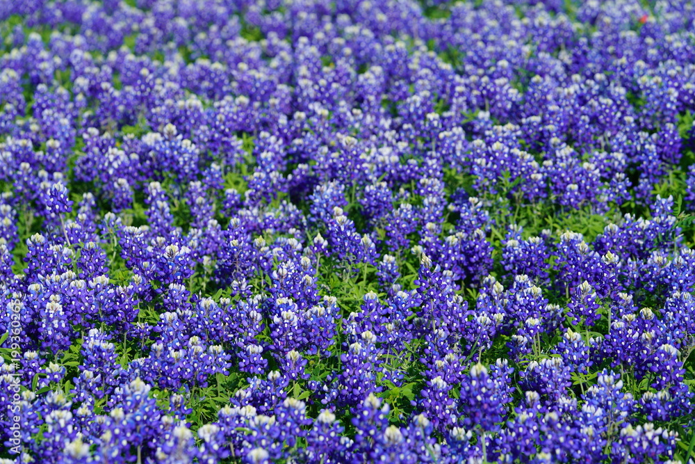 Bluebonnet flowers blooming during spring time near the Texas Hill Country Bluebonnet flowers blooming during spring time near the Texas Hill Country