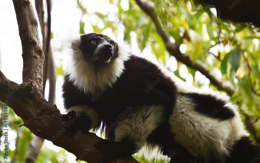 Obraz premium monkey in the jungle