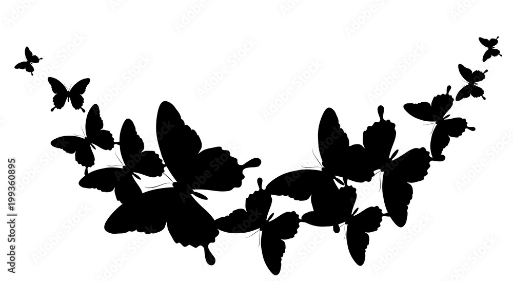 black butterfly, isolated on a white black butterfly, isolated on a white