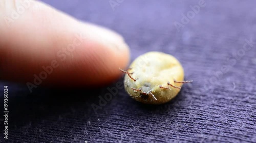 Touching an engorged hard tick full with blood lying on its back upside down on purple textile cloth and moving its paws
