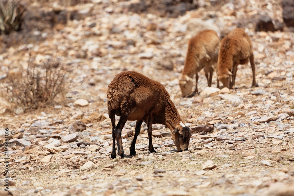 Fototapeta premium Sheep grazing on a dry field