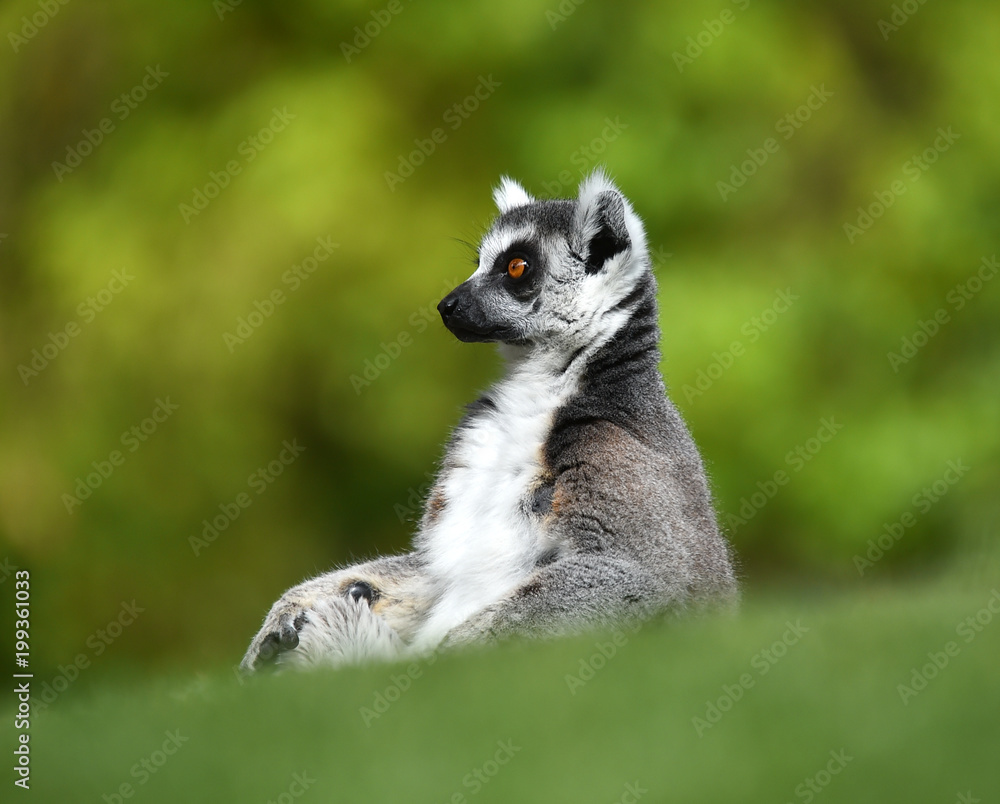 Fototapeta premium lemur