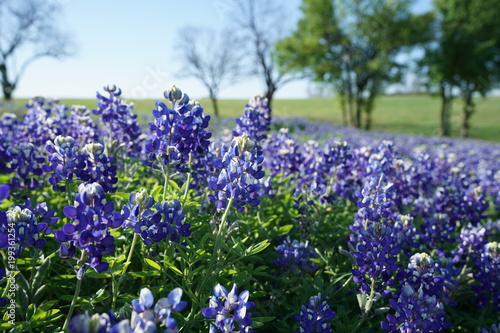 Bluebonnet flowers blooming during spring time near Texas Hill Country  USA