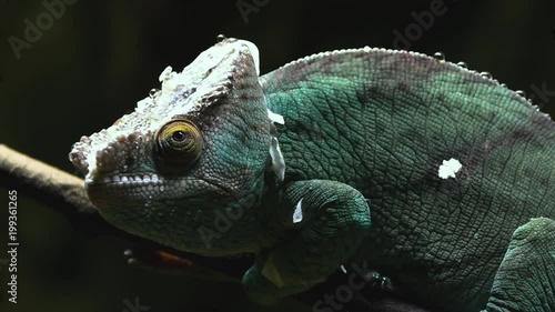 Parson Chameleon walking over twig and moving slowly
