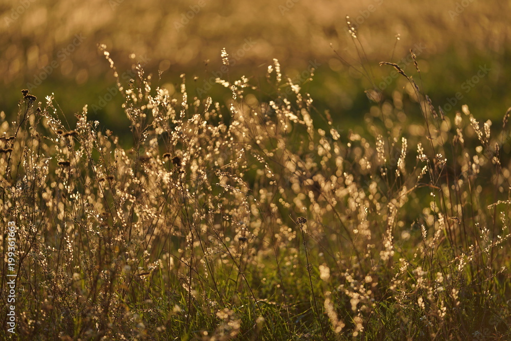 Field grass, illuminated by the rays of the setting autumn sun.