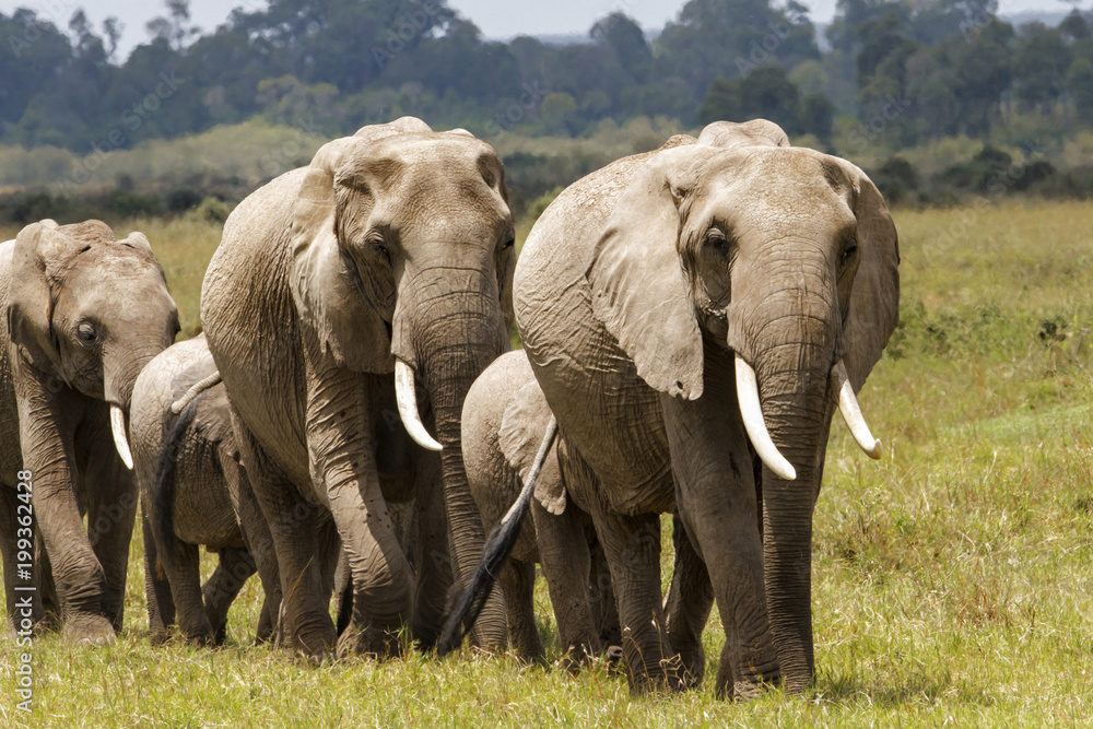 Elephant family on the move in the Masai Mara national Park in Kenya