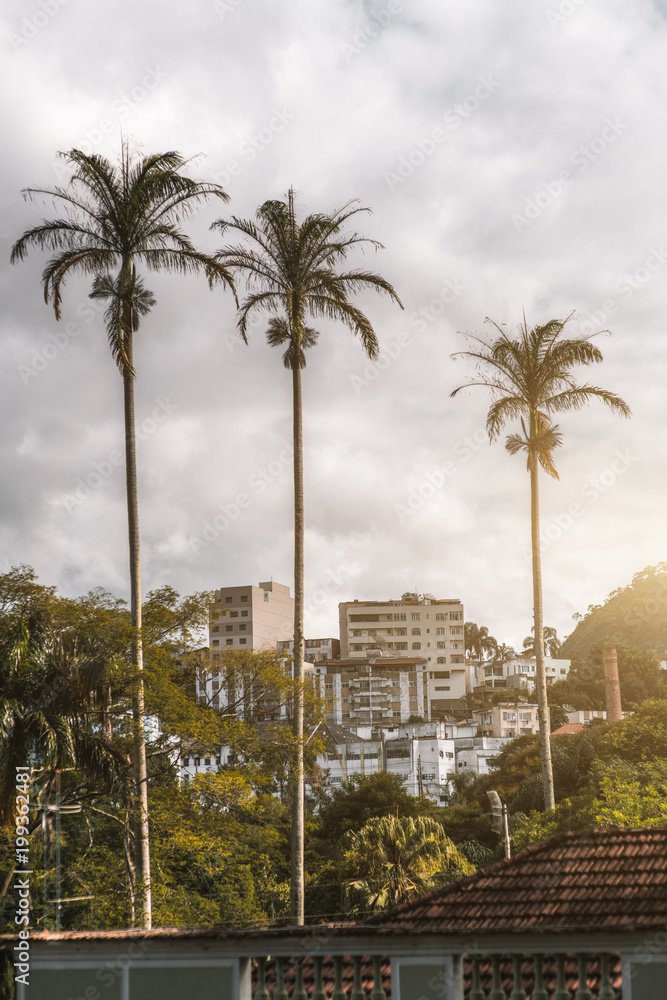Vertical shot of the three palms in urban settings: a residential district with multiple block of flats in the background, trees and other plants in a defocused foreground, overcast sky