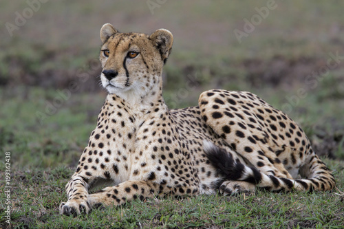 Cheetah resting in the Masai Mara national Park in Kenya