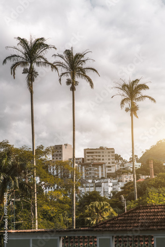 Vertical shot of the three palms in urban settings: a residential district with multiple block of flats in the background, trees and other plants in a defocused foreground, overcast sky