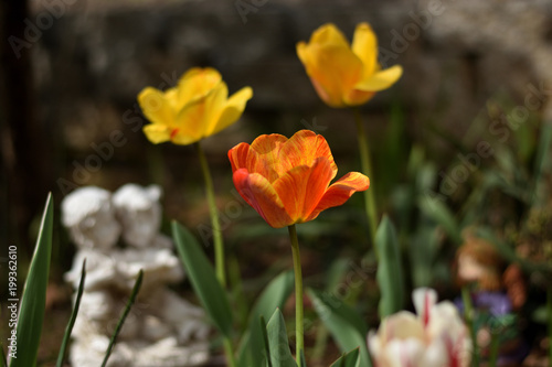 "letters from home" tulips in bloom in zen garden with romantic statue