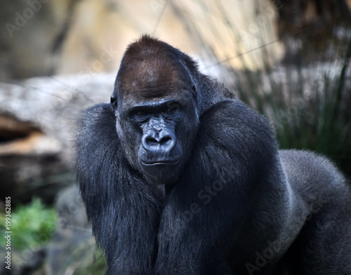 gorila © alberto