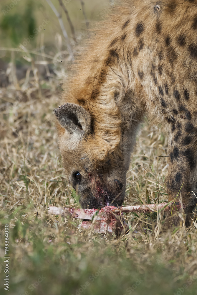 Hyena eating, Africa Hyena eating, Africa